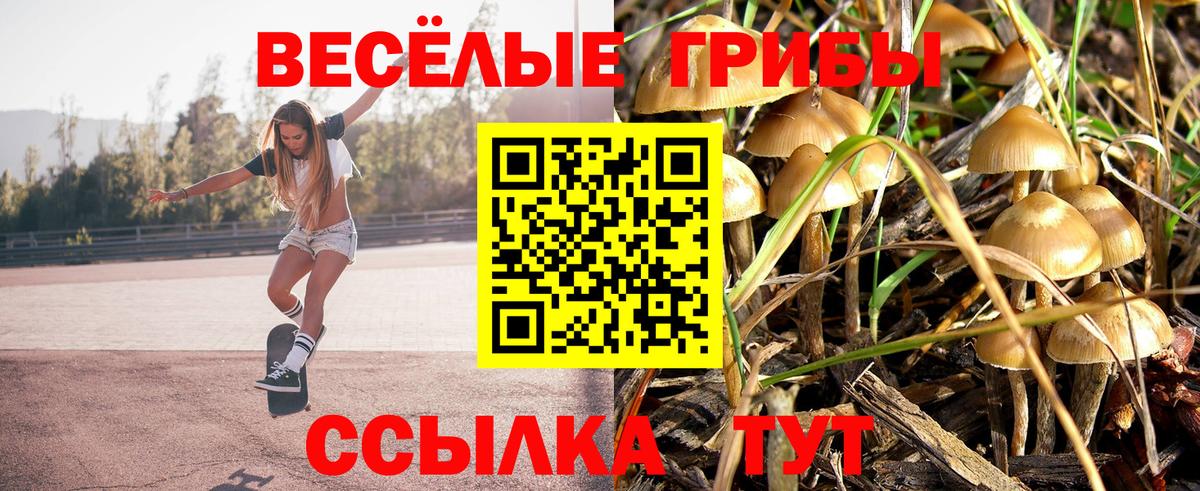 наркота  Гусев  Псилоцибиновые грибы Psilocybine cubensis  Псилоцибиновые грибы Cubensis 